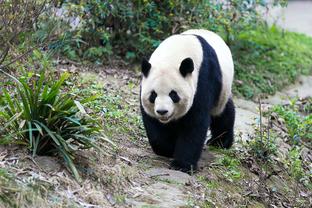 明日主场迎战蒙古！中国男篮今日在西安开始适应场地训练